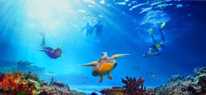 Snorkeling Trip ( 2 hours - 2 and a half hours )