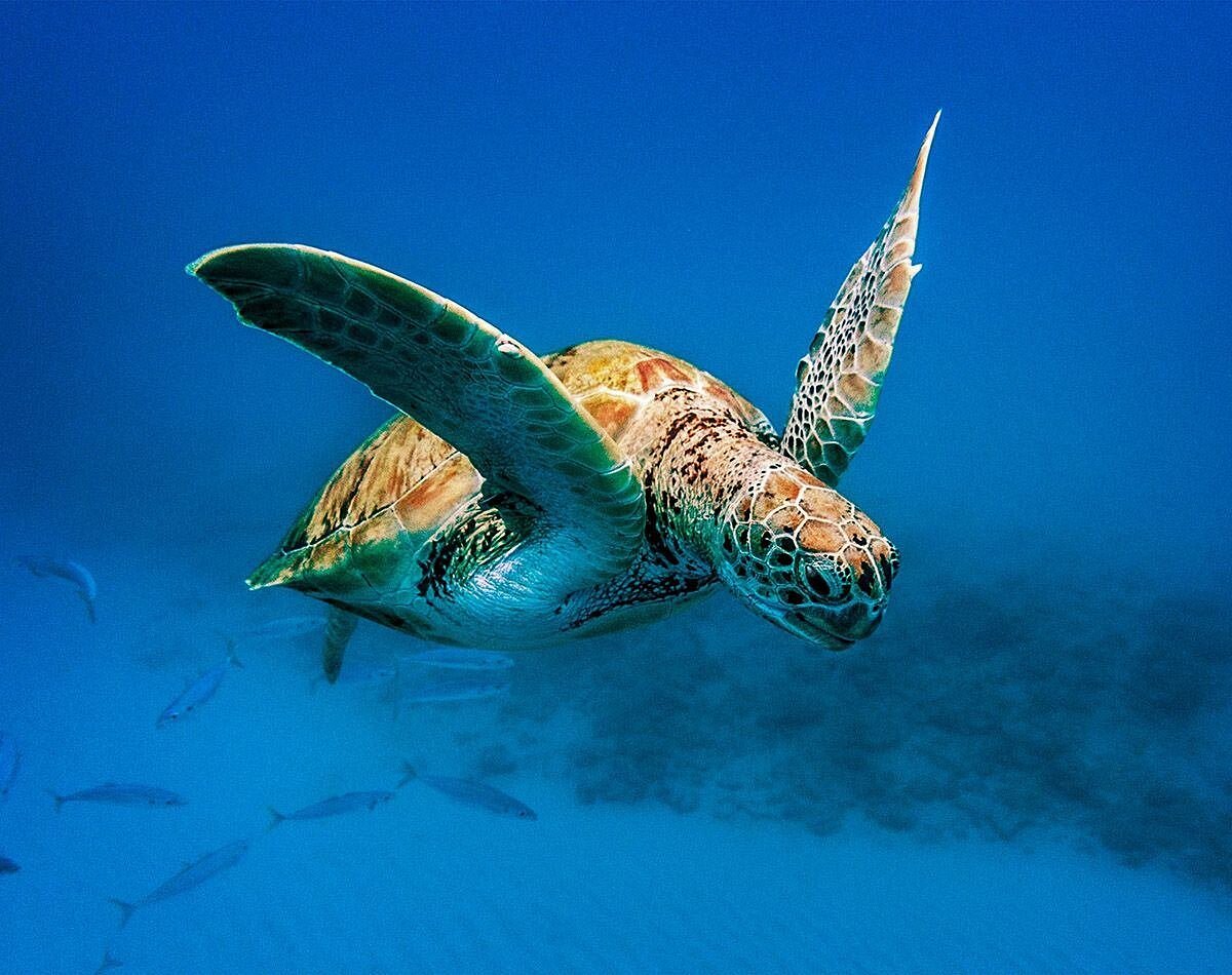 🌊 Swim With Turtles — Explore The Tobago Cays